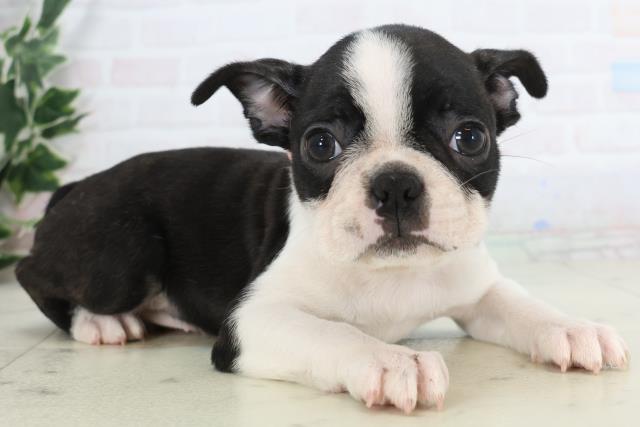 広島県のボストンテリア (Coo&RIKU福山店/2025年11月27日生まれ/女の子/ボストンカラー)の子犬の2枚目の画像