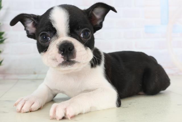 広島県のボストンテリア (Coo&RIKU福山店/2025年11月27日生まれ/女の子/ボストンカラー)の子犬の3枚目の画像