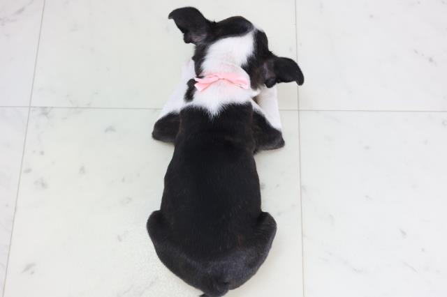 広島県のボストンテリア (Coo&RIKU福山店/2025年11月27日生まれ/女の子/ボストンカラー)の子犬の4枚目の画像