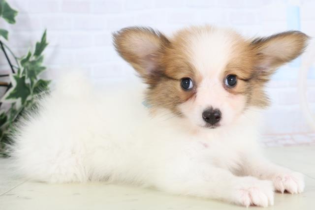 広島県のパピヨン (Coo&RIKU広島中央店/2025年11月30日生まれ/男の子/ホワイトブラウン)の子犬の2枚目の画像