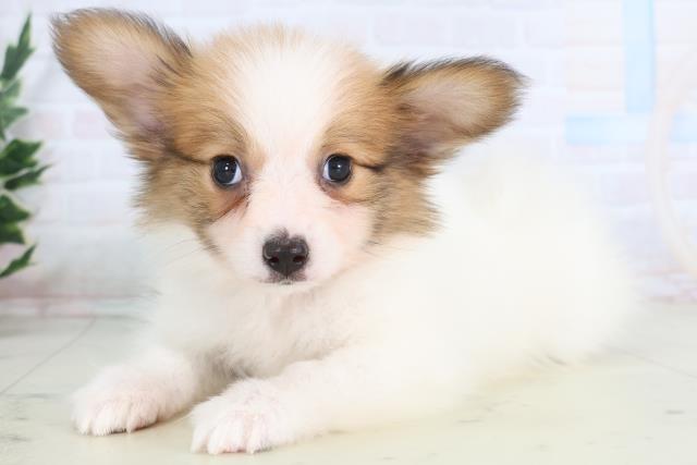 広島県のパピヨン (Coo&RIKU広島中央店/2025年11月30日生まれ/男の子/ホワイトブラウン)の子犬の3枚目の画像