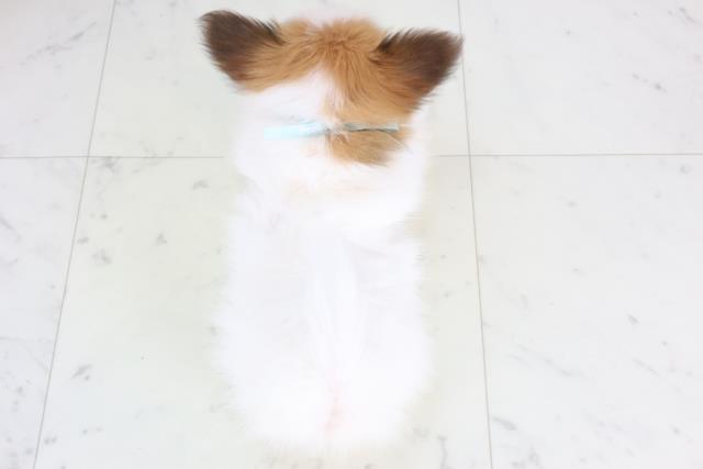 広島県のパピヨン (Coo&RIKU広島中央店/2025年11月30日生まれ/男の子/ホワイトブラウン)の子犬の4枚目の画像