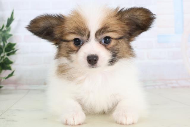 広島県のパピヨン (Coo&RIKU東広島店/2025年11月30日生まれ/女の子/ホワイトブラウン)の子犬の1枚目の画像