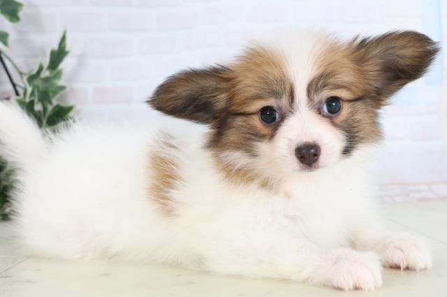 広島県のパピヨン (Coo&RIKU東広島店/2025年11月30日生まれ/女の子/ホワイトブラウン)の子犬の2枚目の画像