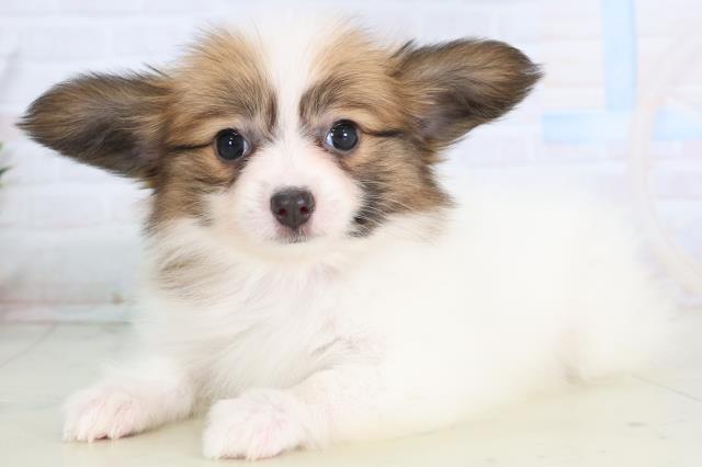 広島県のパピヨン (Coo&RIKU東広島店/2025年11月30日生まれ/女の子/ホワイトブラウン)の子犬の3枚目の画像