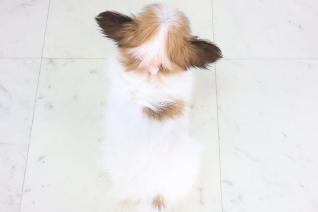 広島県のパピヨン (Coo&RIKU東広島店/2025年11月30日生まれ/女の子/ホワイトブラウン)の子犬の4枚目の画像