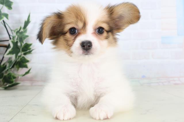 香川県のパピヨン (Coo&RIKU高松上福岡店/2025年11月30日生まれ/女の子/ホワイトブラウン)の子犬の1枚目の画像