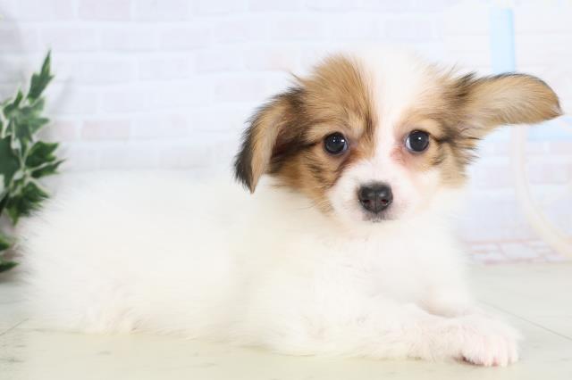 香川県のパピヨン (Coo&RIKU高松上福岡店/2025年11月30日生まれ/女の子/ホワイトブラウン)の子犬の2枚目の画像