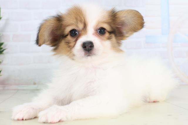 香川県のパピヨン (Coo&RIKU高松上福岡店/2025年11月30日生まれ/女の子/ホワイトブラウン)の子犬の3枚目の画像