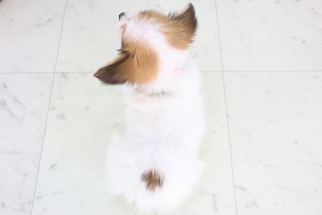 香川県のパピヨン (Coo&RIKU高松上福岡店/2025年11月30日生まれ/女の子/ホワイトブラウン)の子犬の4枚目の画像