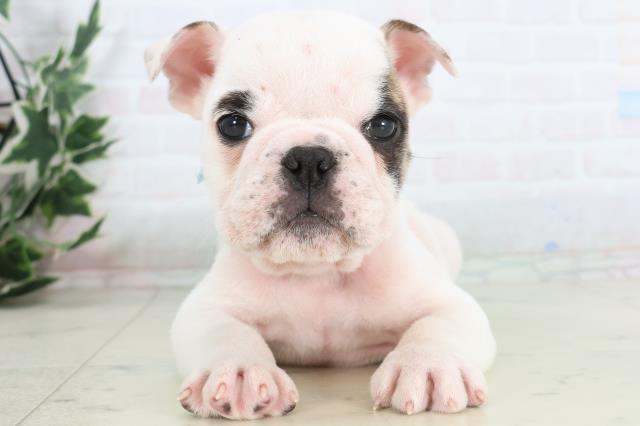 高知県のブルドッグ (Coo&RIKU高知御座店/2025年11月27日生まれ/男の子/ホワイトフォーン)の子犬の1枚目の画像