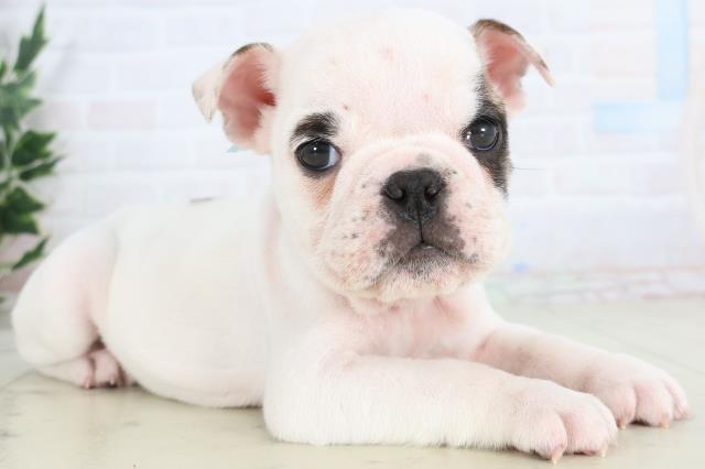 高知県のブルドッグ (Coo&RIKU高知御座店/2025年11月27日生まれ/男の子/ホワイトフォーン)の子犬の2枚目の画像