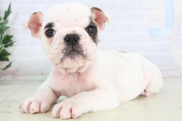 高知県のブルドッグ (Coo&RIKU高知御座店/2025年11月27日生まれ/男の子/ホワイトフォーン)の子犬の3枚目の画像