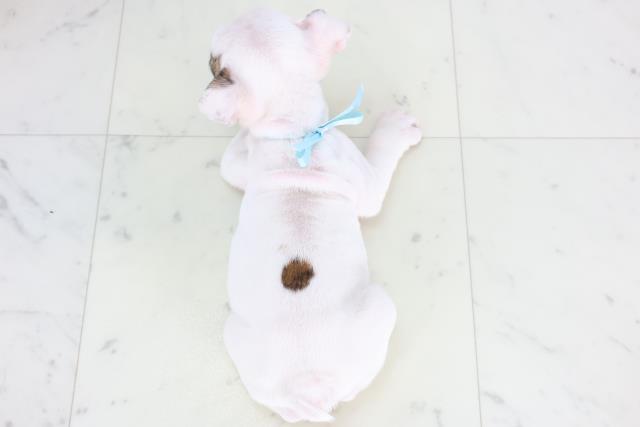 高知県のブルドッグ (Coo&RIKU高知御座店/2025年11月27日生まれ/男の子/ホワイトフォーン)の子犬の4枚目の画像