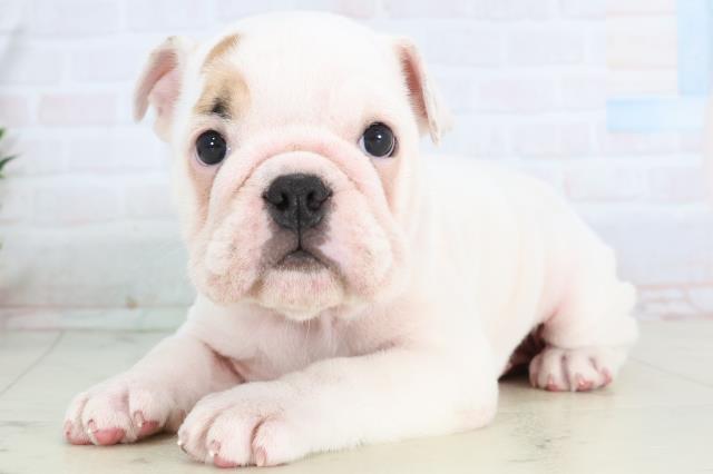 広島県のブルドッグ (Coo&RIKU東広島店/2025年11月27日生まれ/女の子/ホワイトフォーン)の子犬の3枚目の画像