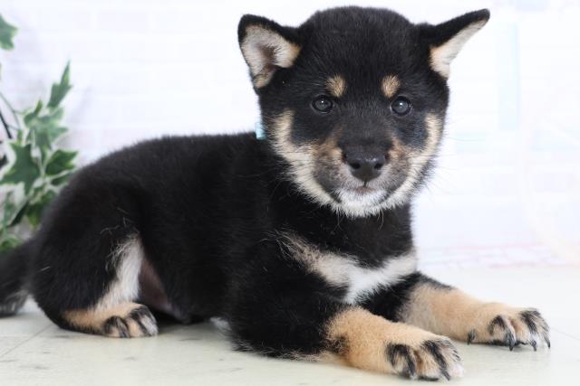 広島県の豆柴 (Coo&RIKU東広島店/2025年11月28日生まれ/男の子/黒)の子犬の2枚目の画像