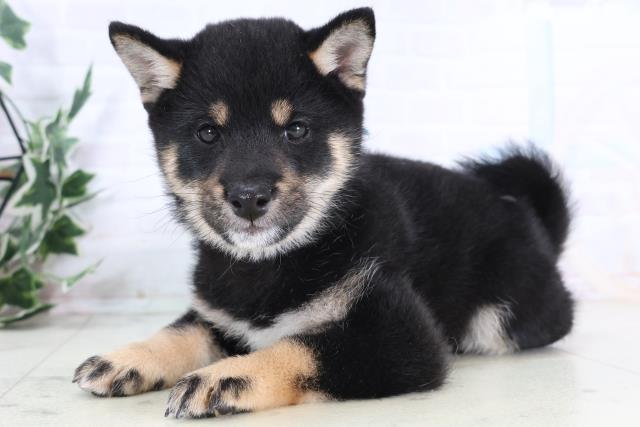 広島県の豆柴 (Coo&RIKU東広島店/2025年11月28日生まれ/男の子/黒)の子犬の3枚目の画像