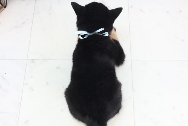 広島県の豆柴 (Coo&RIKU東広島店/2025年11月28日生まれ/男の子/黒)の子犬の4枚目の画像