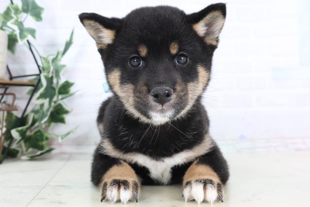 広島県の豆柴 (Coo&RIKU福山店/2025年11月28日生まれ/男の子/黒)の子犬の1枚目の画像