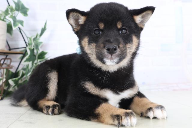 広島県の豆柴 (Coo&RIKU福山店/2025年11月28日生まれ/男の子/黒)の子犬の2枚目の画像