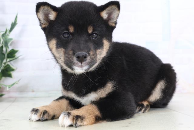 広島県の豆柴 (Coo&RIKU福山店/2025年11月28日生まれ/男の子/黒)の子犬の3枚目の画像