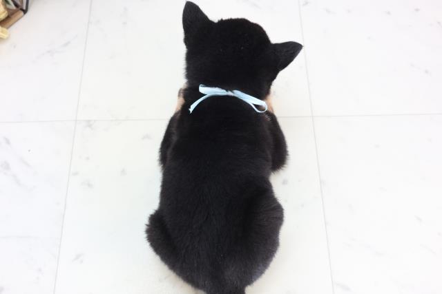 広島県の豆柴 (Coo&RIKU福山店/2025年11月28日生まれ/男の子/黒)の子犬の4枚目の画像