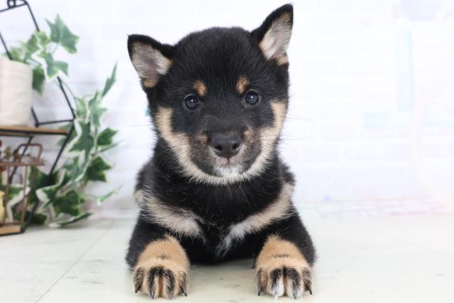 島根県の豆柴 (Coo&RIKU出雲店/2025年11月28日生まれ/男の子/黒)の子犬の1枚目の画像