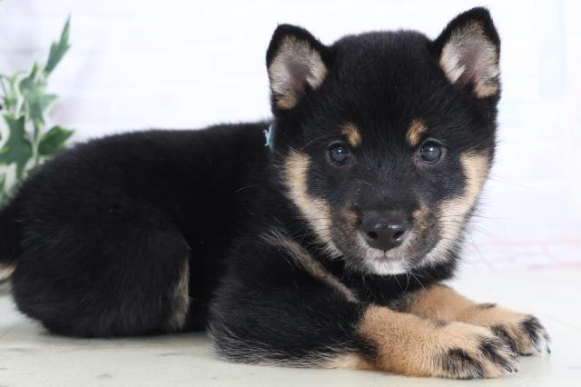 島根県の豆柴 (Coo&RIKU出雲店/2025年11月28日生まれ/男の子/黒)の子犬の2枚目の画像