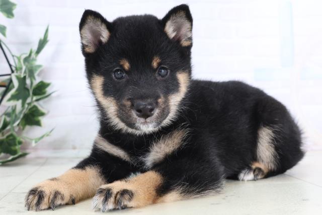 島根県の豆柴 (Coo&RIKU出雲店/2025年11月28日生まれ/男の子/黒)の子犬の3枚目の画像