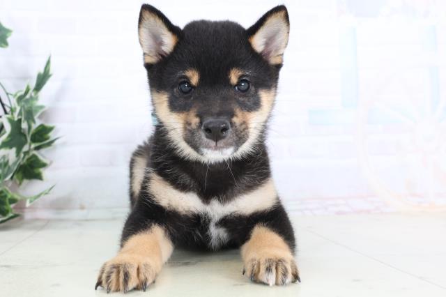 岡山県の豆柴 (Coo&RIKU岡山店/2025年11月28日生まれ/男の子/黒)の子犬の1枚目の画像