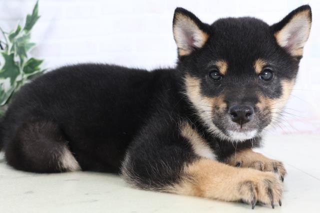 岡山県の豆柴 (Coo&RIKU岡山店/2025年11月28日生まれ/男の子/黒)の子犬の2枚目の画像