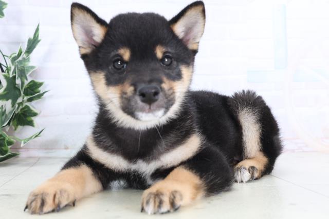 岡山県の豆柴 (Coo&RIKU岡山店/2025年11月28日生まれ/男の子/黒)の子犬の3枚目の画像