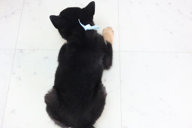 岡山県の豆柴 (Coo&RIKU岡山店/2025年11月28日生まれ/男の子/黒)の子犬の4枚目の画像