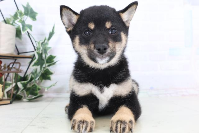 鳥取県の豆柴 (Coo&RIKUラ・ムー鳥取東店/2025年11月28日生まれ/女の子/黒)の子犬の1枚目の画像