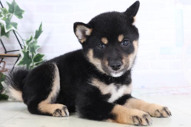 鳥取県の豆柴 (Coo&RIKUラ・ムー鳥取東店/2025年11月28日生まれ/女の子/黒)の子犬の2枚目の画像