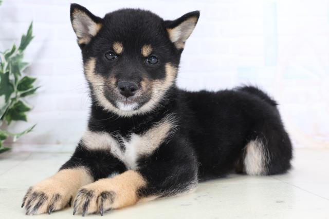 鳥取県の豆柴 (Coo&RIKUラ・ムー鳥取東店/2025年11月28日生まれ/女の子/黒)の子犬の3枚目の画像