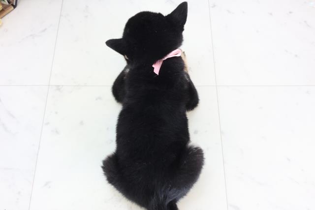 鳥取県の豆柴 (Coo&RIKUラ・ムー鳥取東店/2025年11月28日生まれ/女の子/黒)の子犬の4枚目の画像