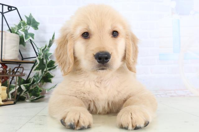 山口県のゴールデンレトリバー (Coo&RIKUサンパークあじす店/2025年11月28日生まれ/男の子/ゴールデン)の子犬の1枚目の画像