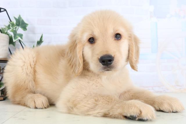 山口県のゴールデンレトリバー (Coo&RIKUサンパークあじす店/2025年11月28日生まれ/男の子/ゴールデン)の子犬の2枚目の画像