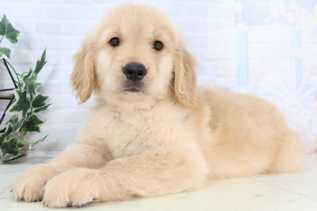 山口県のゴールデンレトリバー (Coo&RIKUサンパークあじす店/2025年11月28日生まれ/男の子/ゴールデン)の子犬の3枚目の画像