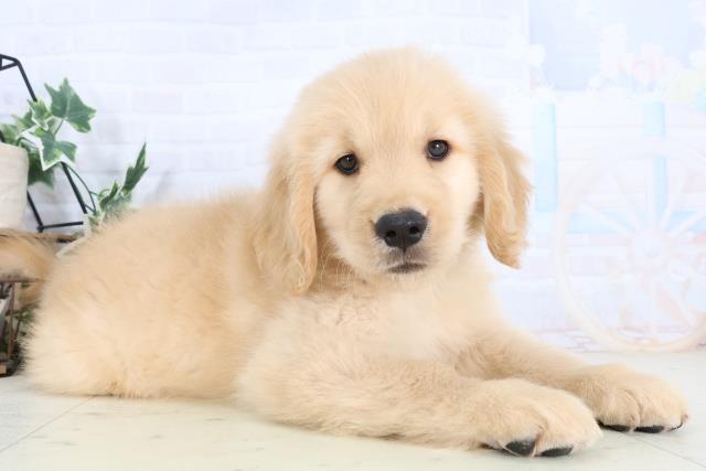 徳島県のゴールデンレトリバー (Coo&RIKU徳島店/2025年11月28日生まれ/男の子/ゴールデン)の子犬の2枚目の画像