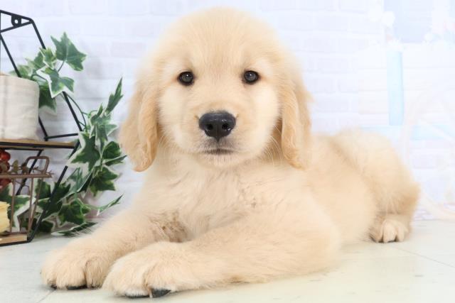 徳島県のゴールデンレトリバー (Coo&RIKU徳島店/2025年11月28日生まれ/男の子/ゴールデン)の子犬の3枚目の画像