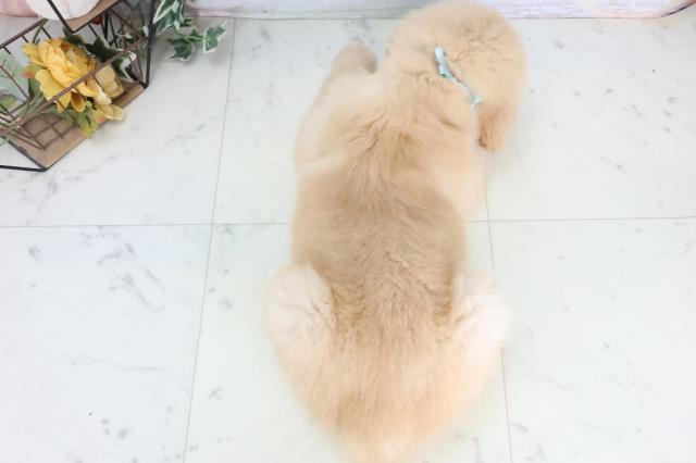 徳島県のゴールデンレトリバー (Coo&RIKU徳島店/2025年11月28日生まれ/男の子/ゴールデン)の子犬の4枚目の画像