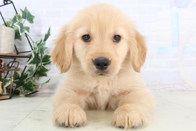 鳥取県のゴールデンレトリバー (Coo&RIKUラ・ムー鳥取東店/2025年11月28日生まれ/女の子/ゴールデン)の子犬の1枚目の画像