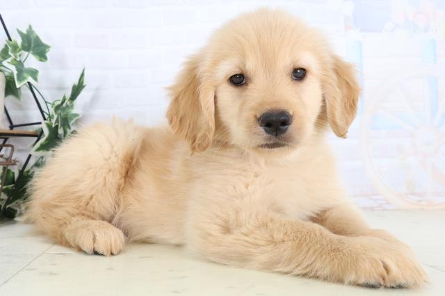 鳥取県のゴールデンレトリバー (Coo&RIKUラ・ムー鳥取東店/2025年11月28日生まれ/女の子/ゴールデン)の子犬の2枚目の画像