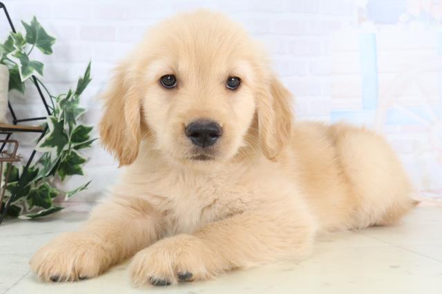 鳥取県のゴールデンレトリバー (Coo&RIKUラ・ムー鳥取東店/2025年11月28日生まれ/女の子/ゴールデン)の子犬の3枚目の画像