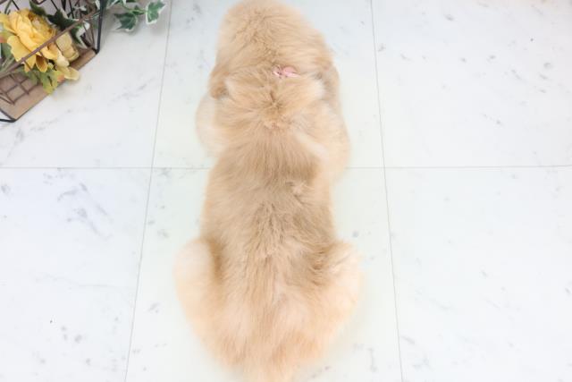 鳥取県のゴールデンレトリバー (Coo&RIKUラ・ムー鳥取東店/2025年11月28日生まれ/女の子/ゴールデン)の子犬の4枚目の画像