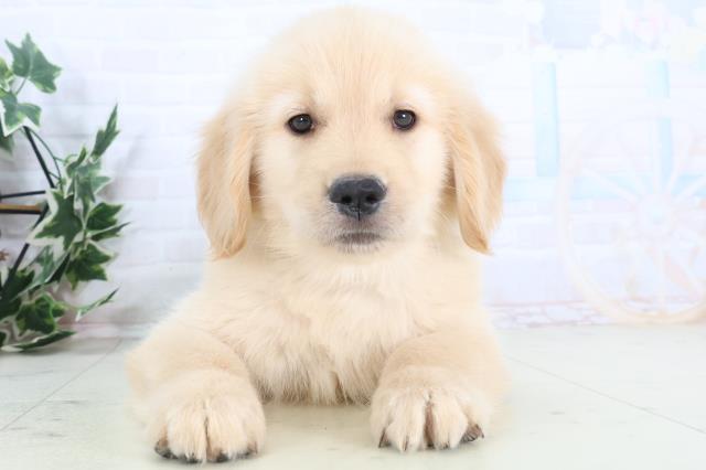 岡山県のゴールデンレトリバー (Coo&RIKU岡山店/2025年11月28日生まれ/女の子/ゴールデン)の子犬の1枚目の画像