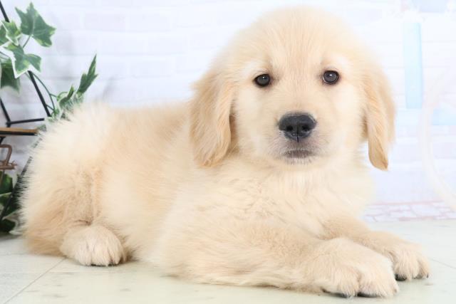 岡山県のゴールデンレトリバー (Coo&RIKU岡山店/2025年11月28日生まれ/女の子/ゴールデン)の子犬の2枚目の画像