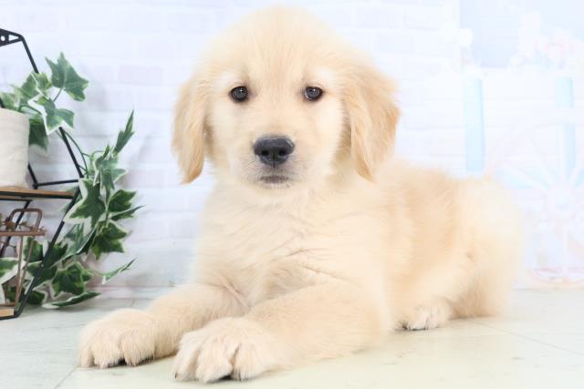 岡山県のゴールデンレトリバー (Coo&RIKU岡山店/2025年11月28日生まれ/女の子/ゴールデン)の子犬の3枚目の画像